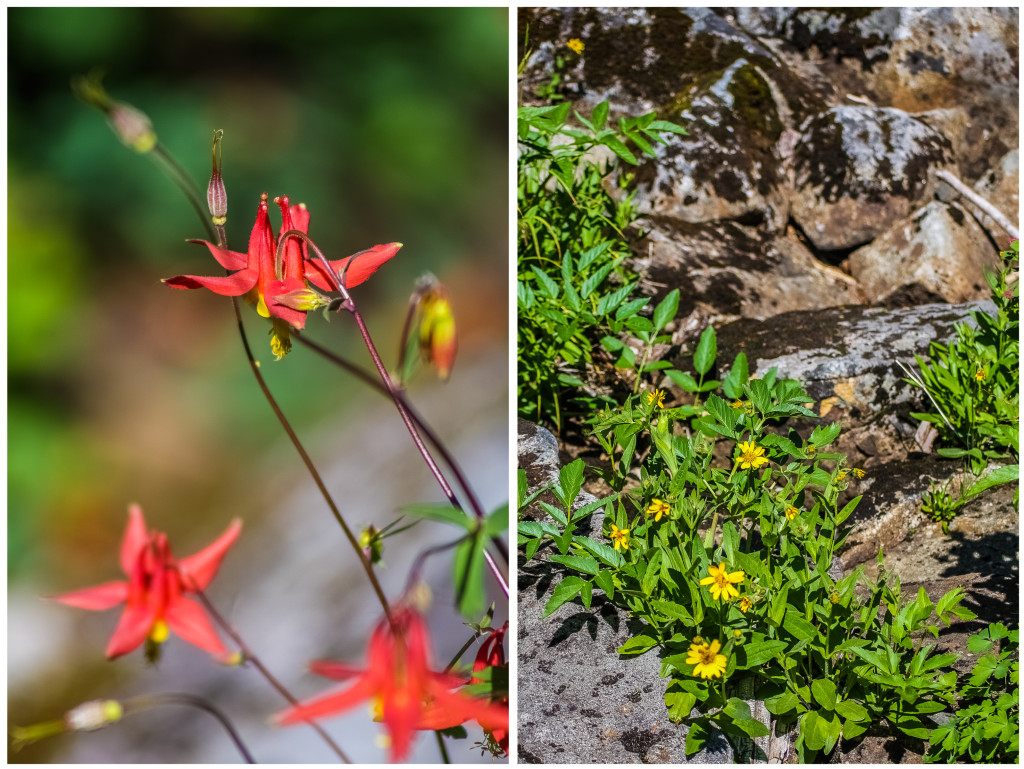 Wildflowers