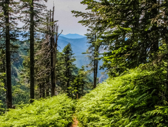 Kili Training Hikes: McClellan Butte