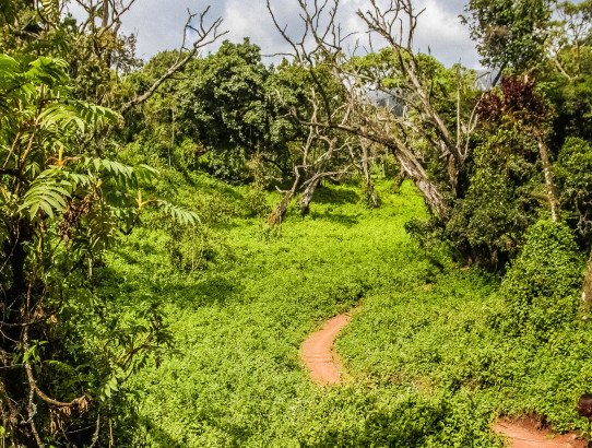 Kilimanjaro Climb Day 1: Into The Jungle