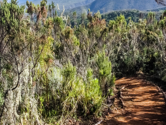 Kilimanjaro Climb Day 2: The Shira Plateau