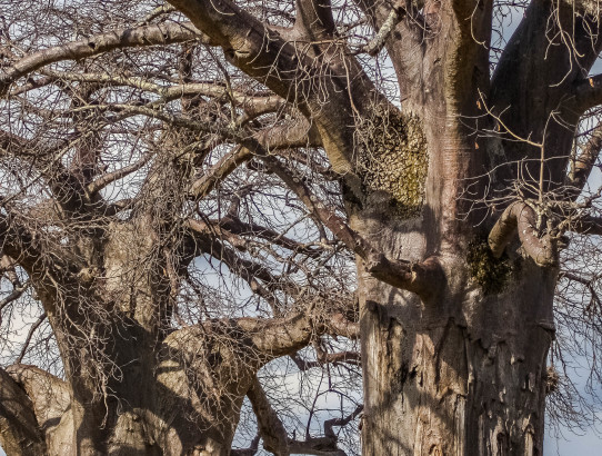 The Baobab Trees of Tarangire