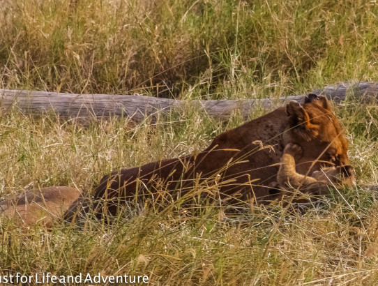 The Pride of the Serengeti