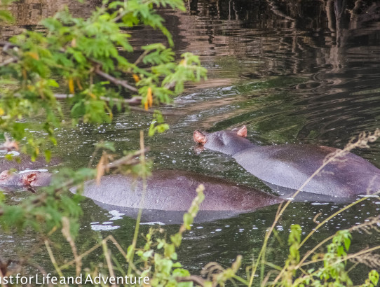 Crocodiles and Hippos and Leopards, Oh My!