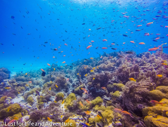 Diving At Mnemba Island