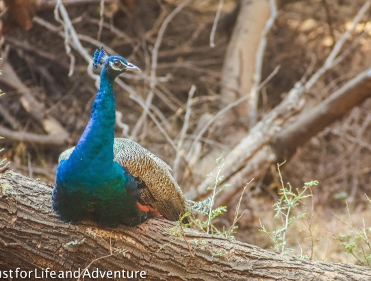 Tiger Safari in Ranthambhore NP