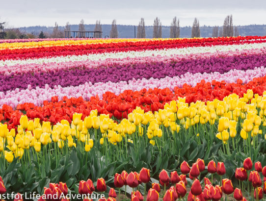 Skagit Valley Tulip Festival