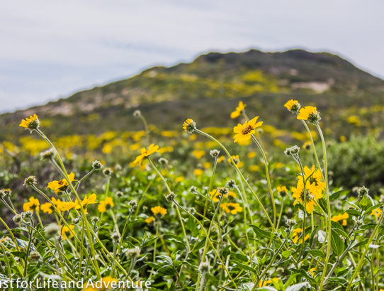 Beach Hopping in SoCal - Point Dume