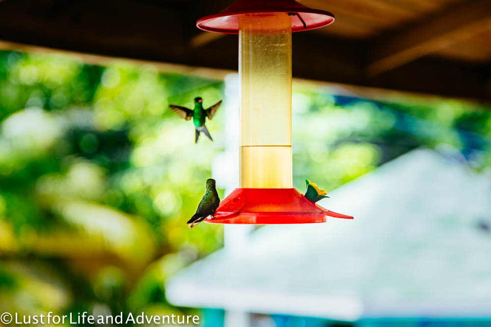 Hummingbirds