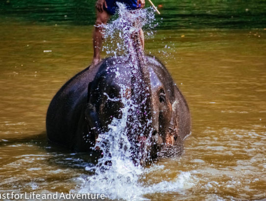 Elephants in Thailand