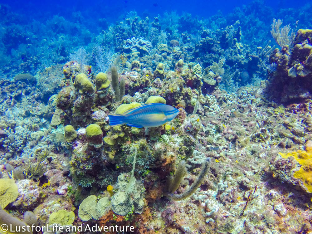 Parrot fish