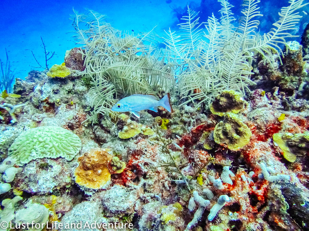 Colorful reefs