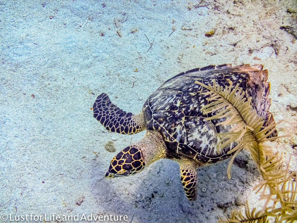 Turtle closeup