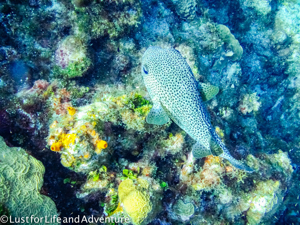 Puffer fish