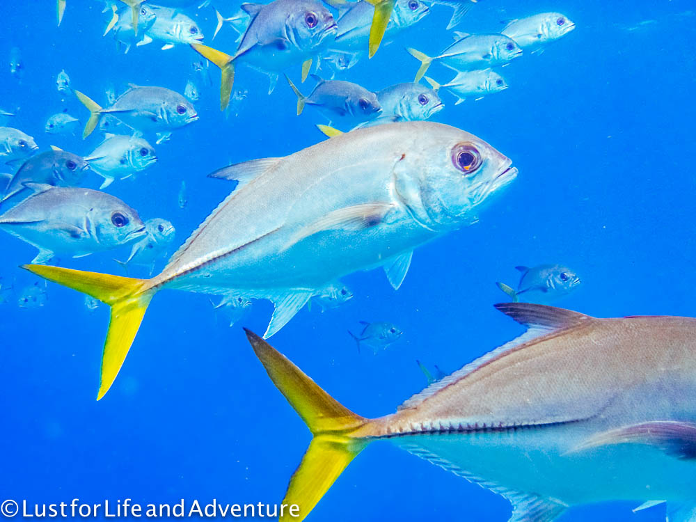 Yellow-tailed snapper