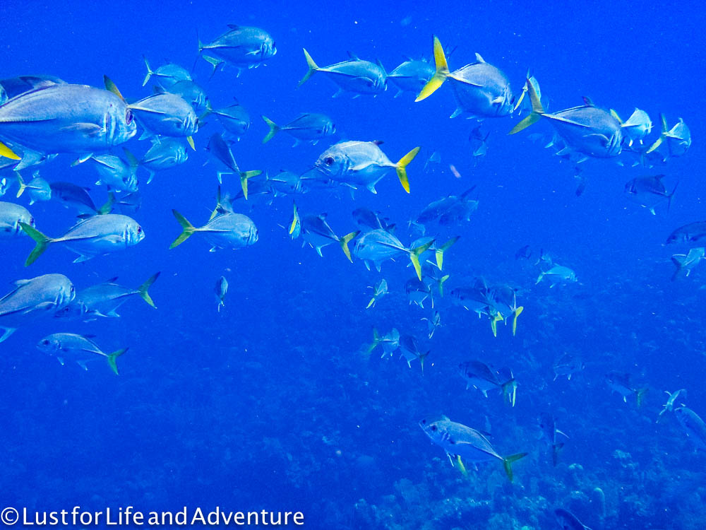 School of fish