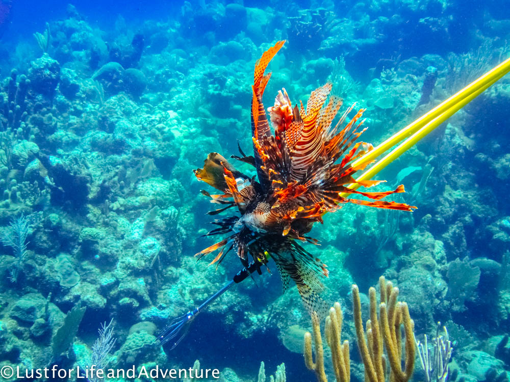 Lionfish 