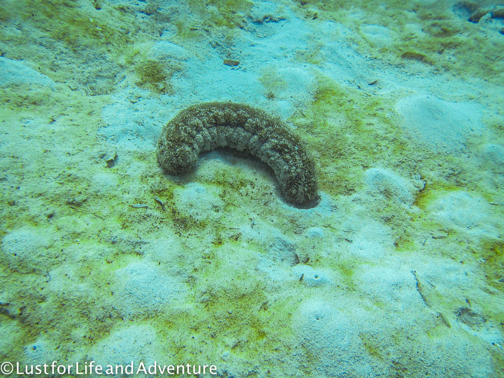 Sea slug