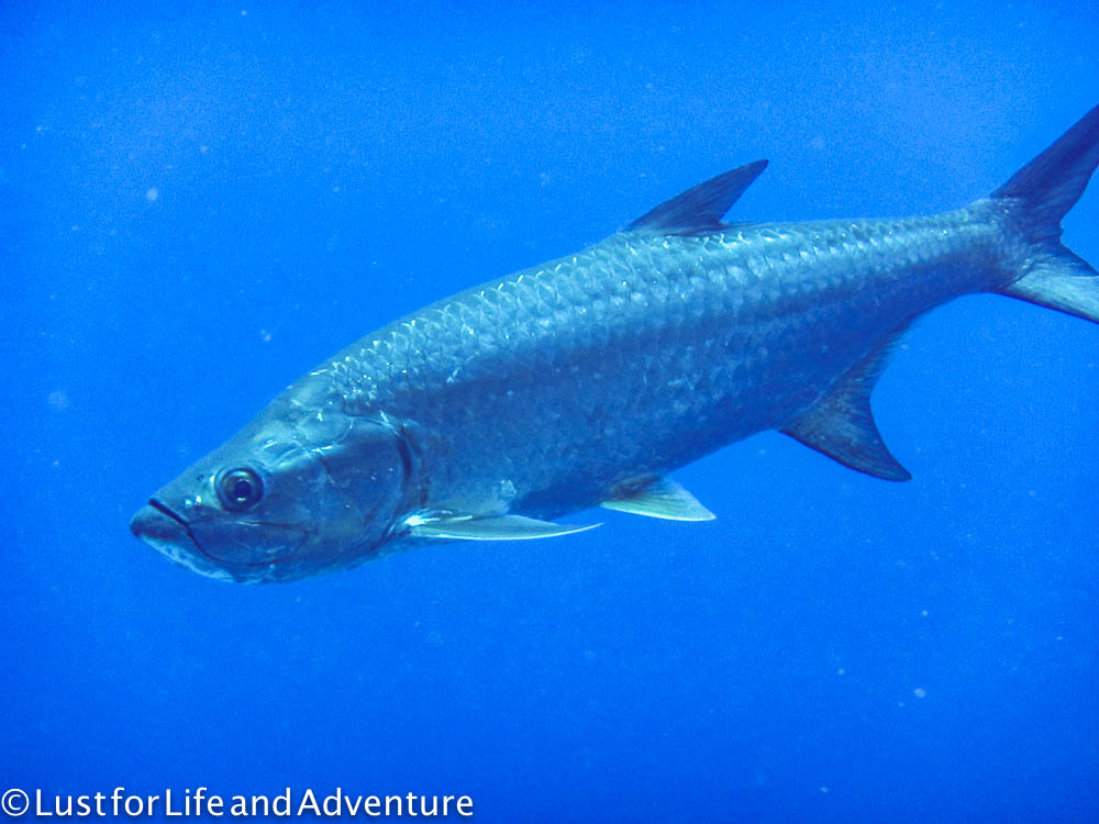 Tarpon