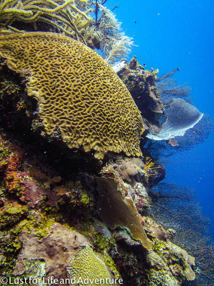 Brain coral