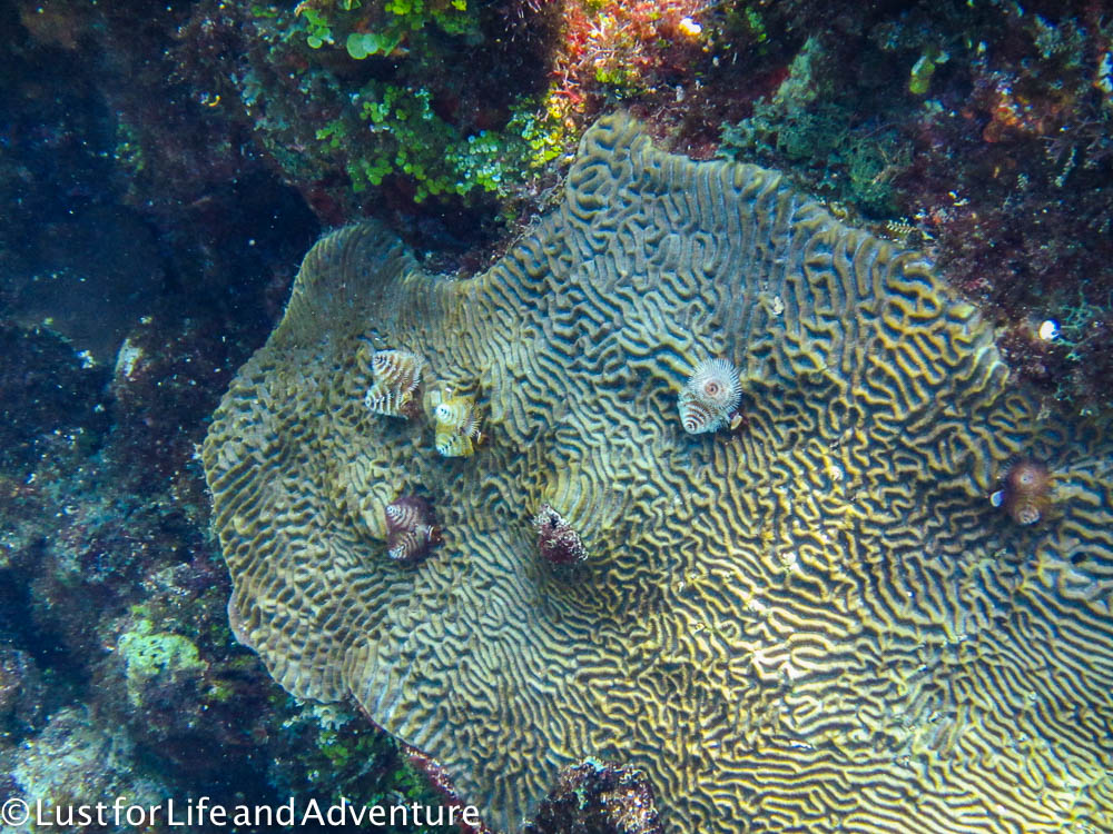 Christmas tree anenome