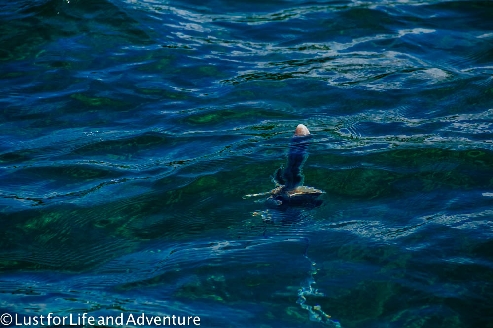 Portuguese man o' war