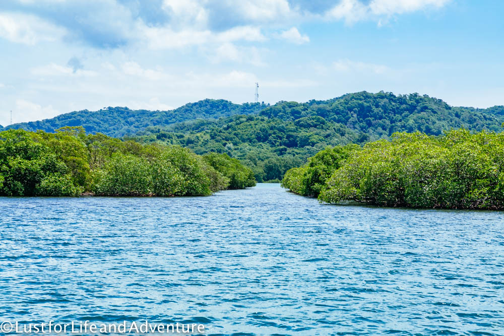 Mangroves