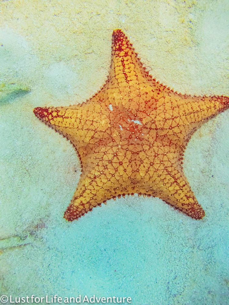 Starfish