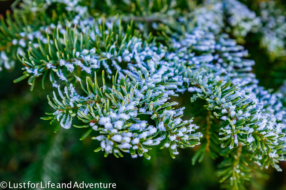 Frozen branch