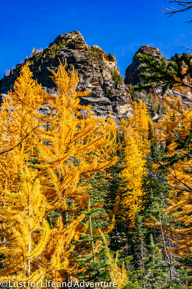 Larches