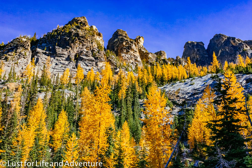 Alpine larches