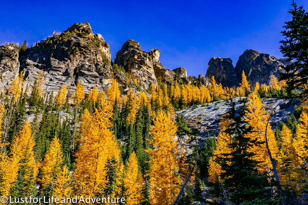 Golden larches