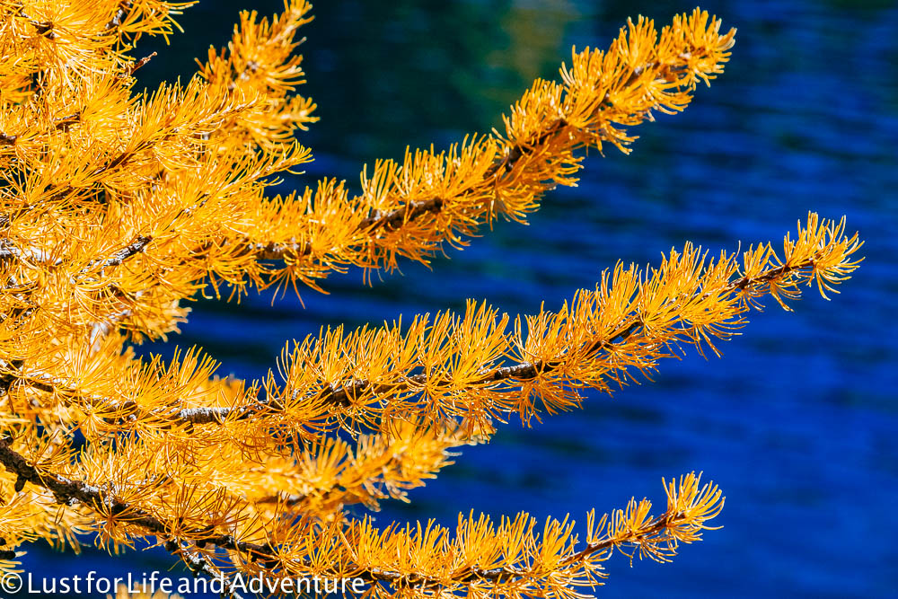 Larch needles