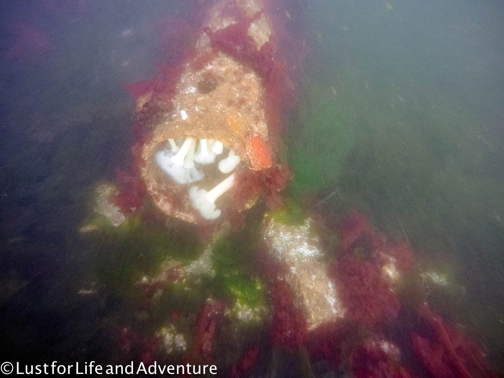 edmonds underwater park