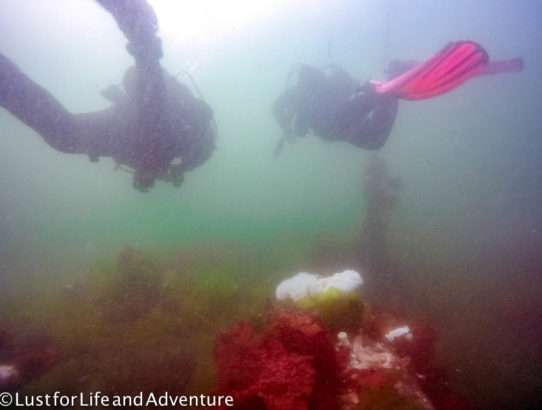 Diving the Edmonds Underwater Park