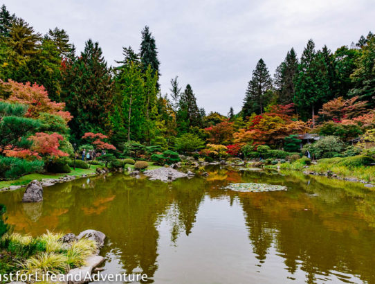 An Afternoon at the Japanese Gardens