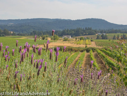 Wine Tasting in the Willamette Valley