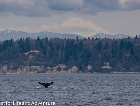 Watching for Gray Whales