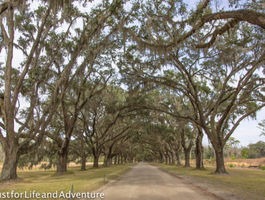 Wormsloe Plantation Exploration